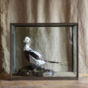 Taxidermy: Long Tailed Duck